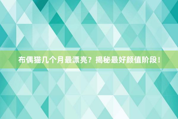 布偶猫几个月最漂亮？揭秘最好颜值阶段！